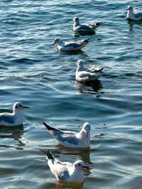 青島冬日元氣旅拍：與西伯利亞海鷗撞個滿懷