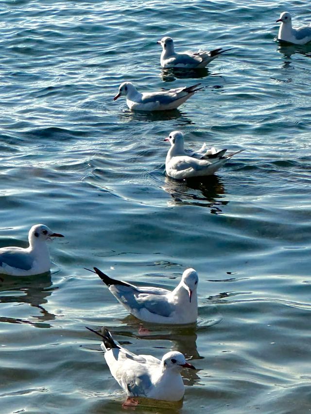 青島冬日元氣旅拍：與西伯利亞海鷗撞個滿懷