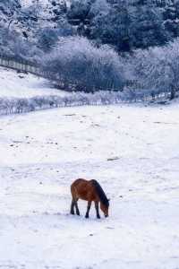 是童話裡的雪景啊,這裡美哭了!