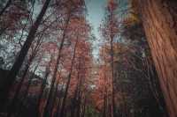 紅楓林裡看泉州