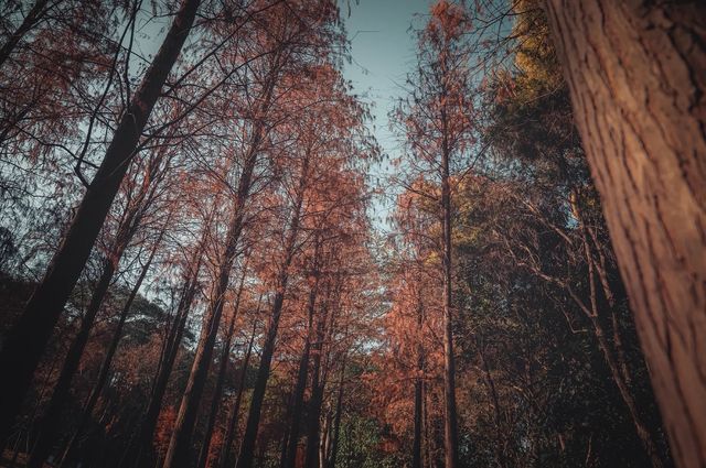 紅楓林裡看泉州