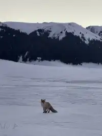 舒適版新疆看雪玩雪攻略…