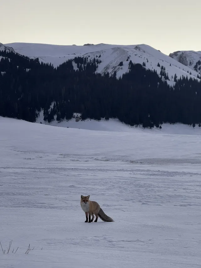 舒適版新疆看雪玩雪攻略… 舒適版新疆看雪玩雪攻略…