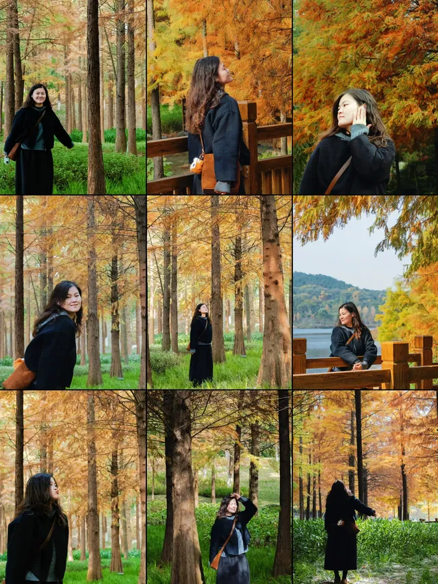 德陽東湖山水杉林紅了！陽光穿透紅杉林絕美