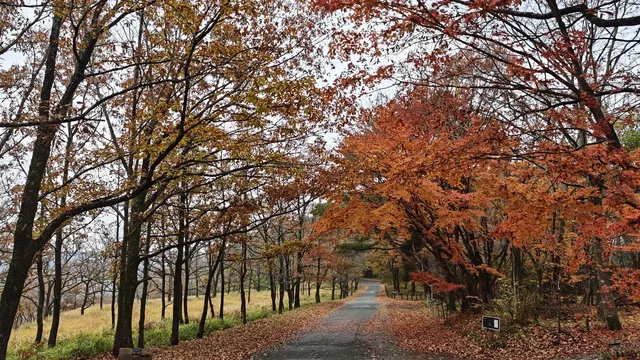 在紅葉季的黑川溫泉徒步 11.24&25 美不勝收 在紅葉季的黑川溫泉徒步 11.24&25 美不勝收