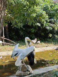 龍之夢動物世界剛回