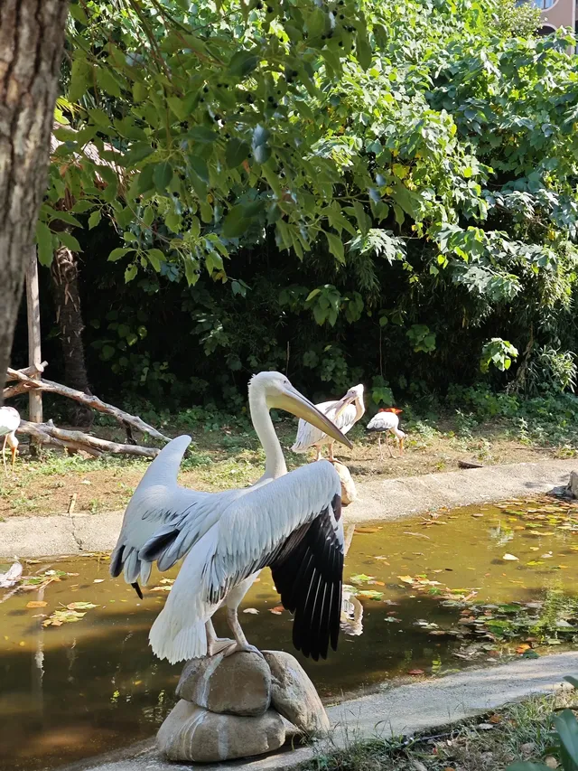 龍之夢動物世界剛回