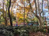 上海共青森林公園|秋日限定浪漫被我發現了