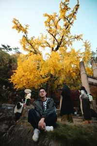 松下S9超絕濾鏡|亭林園銀杏簡直不要太出片