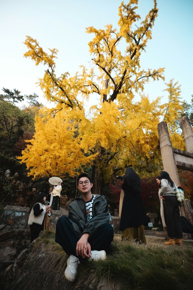 松下S9超絕濾鏡|亭林園銀杏簡直不要太出片 松下S9超絕濾鏡|亭林園銀杏簡直不要太出片