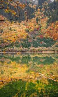 九寨溝的秋天美炸了！這鏡頭感誰頂得住啊！