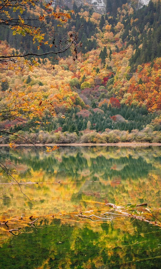九寨溝的秋天美炸了！這鏡頭感誰頂得住啊！