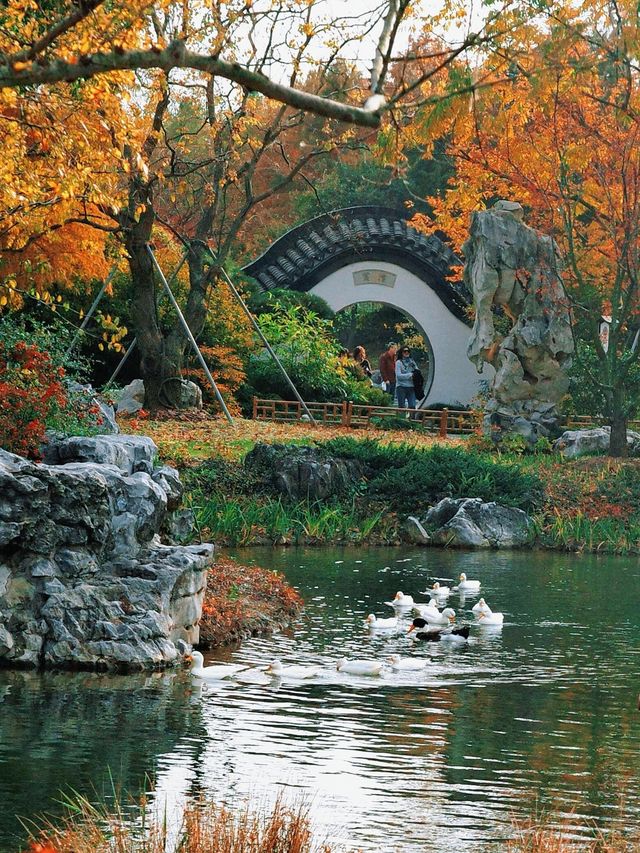 上海世博文化公園裡隱藏的寶藏園林!申園也太仙了叭~ 上海世博文化公園裡隱藏的寶藏園林!申園也太仙了叭~
