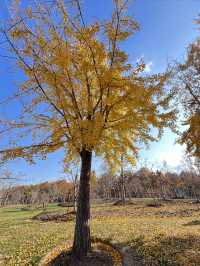被銀杏包裹的初冬