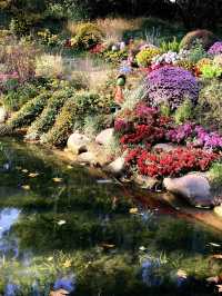 12月共青楓葉紅了銀杏黃了(附出片打卡點)