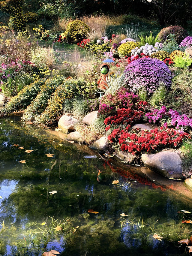 12月共青楓葉紅了銀杏黃了(附出片打卡點) 12月共青楓葉紅了銀杏黃了(附出片打卡點)