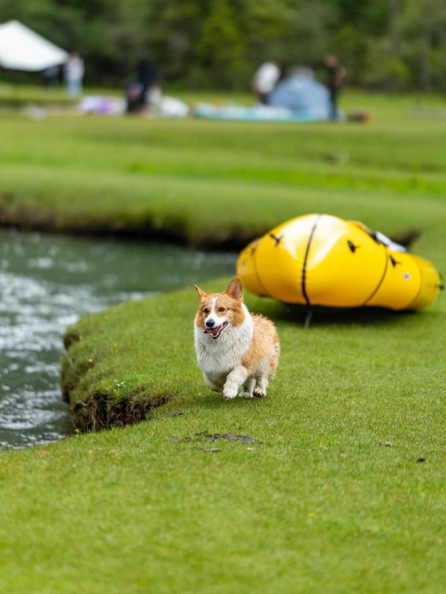 康定月亮湖遛狗人新玩法懶人露營更適合