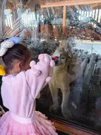 南昌周邊遊|遛娃天花板唯美動物世界