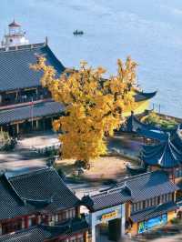 報國寺銀杏觀賞指南