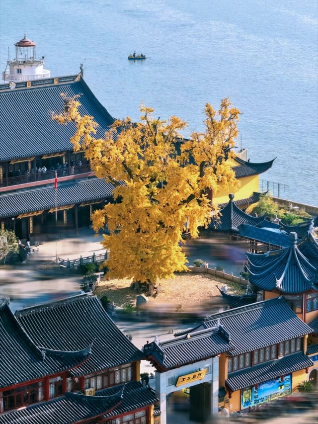 報國寺銀杏觀賞指南