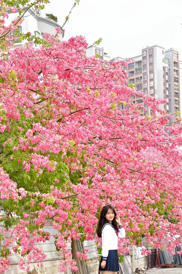 18圖帶你看深圳秋冬限定美景 18圖帶你看深圳秋冬限定美景