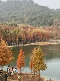 12.1實況live紹興鳳凰山美翻了!!!!!!