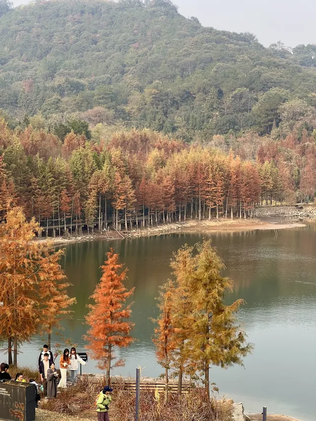 12.1實況live紹興鳳凰山美翻了!!!!!! 12.1實況live紹興鳳凰山美翻了!!!!!!