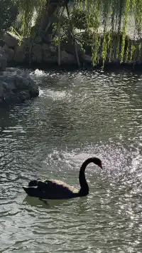 為了一棵樹來了瞻園|全屏感受金陵第一園