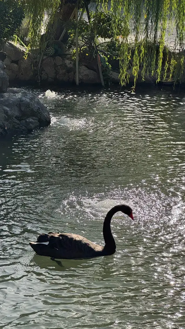 為了一棵樹來了瞻園|全屏感受金陵第一園 為了一棵樹來了瞻園|全屏感受金陵第一園