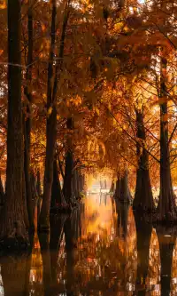 上海這裡的水杉林已到最佳觀賞期