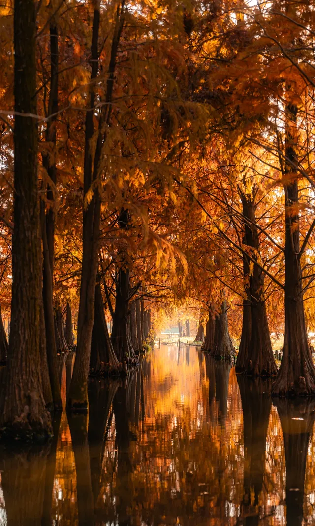 上海這裡的水杉林已到最佳觀賞期