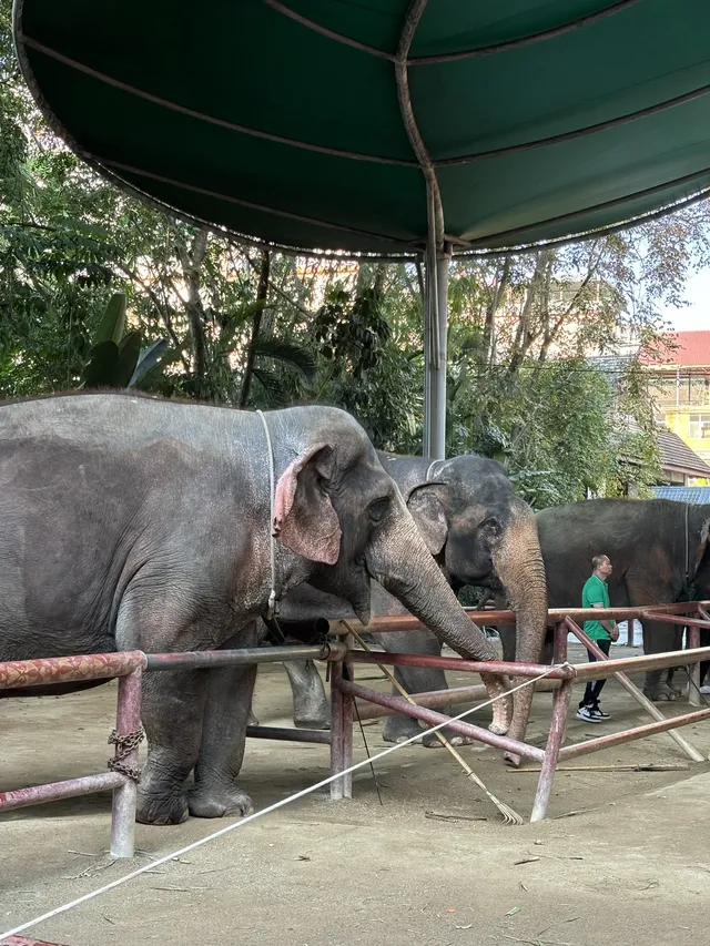 曼聽公園有自己的翡翠湖(附攻略 曼聽公園有自己的翡翠湖(附攻略