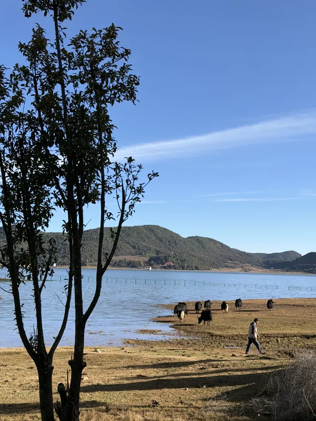 麗江文海村 慢生活的正確答案|Trip.com 玉龍