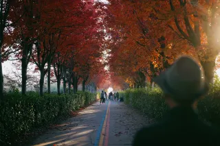 Кленовые листья и свет