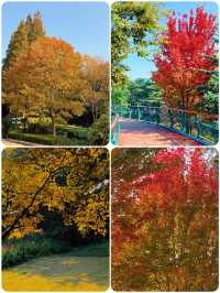 青島|中山公園的楓葉,美得像童話故事一樣