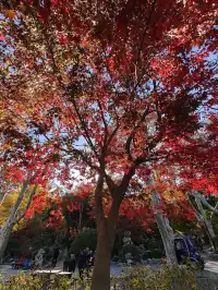 12.3魯迅公園秋日進度100％（附機位）