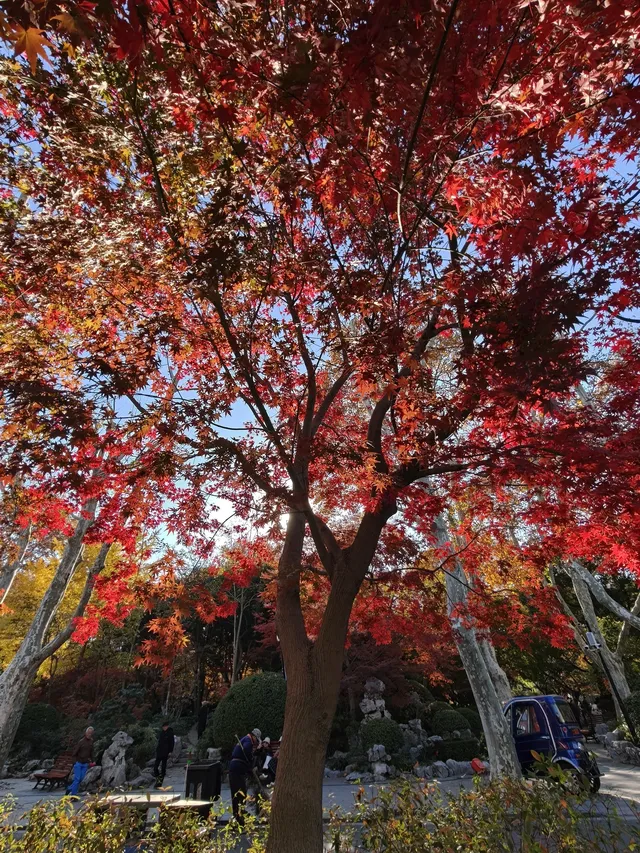 12.3魯迅公園秋日進度100％（附機位）