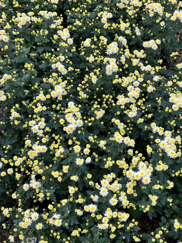 湖北新生旅遊年卡武漢植物園全攻略