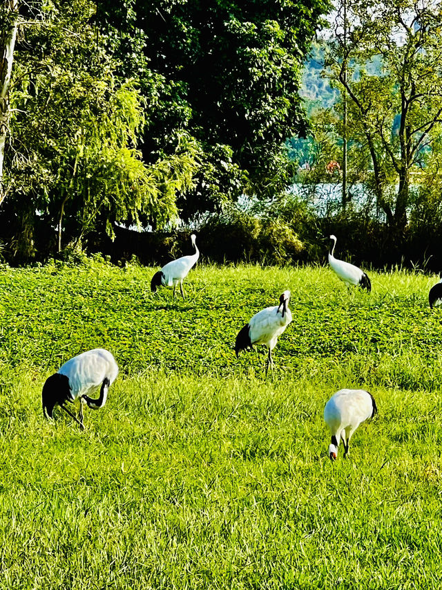 打卡肇慶丹頂鶴生態園