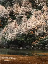 命運的扣環—願我們永遠自由