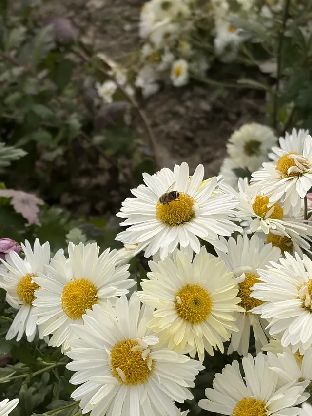 烏村農耕集|打卡藏在烏鎮古村的杭白菊花海 烏村農耕集|打卡藏在烏鎮古村的杭白菊花海