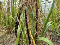 2025深圳大鵬菊花展