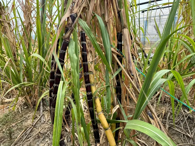 2025深圳大鵬菊花展 2025深圳大鵬菊花展