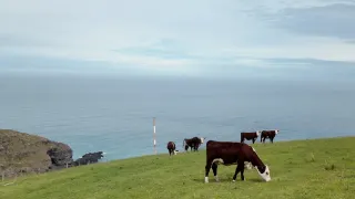 뉴질랜드 플로그 5 | 아카로아의 숨겨진 보석