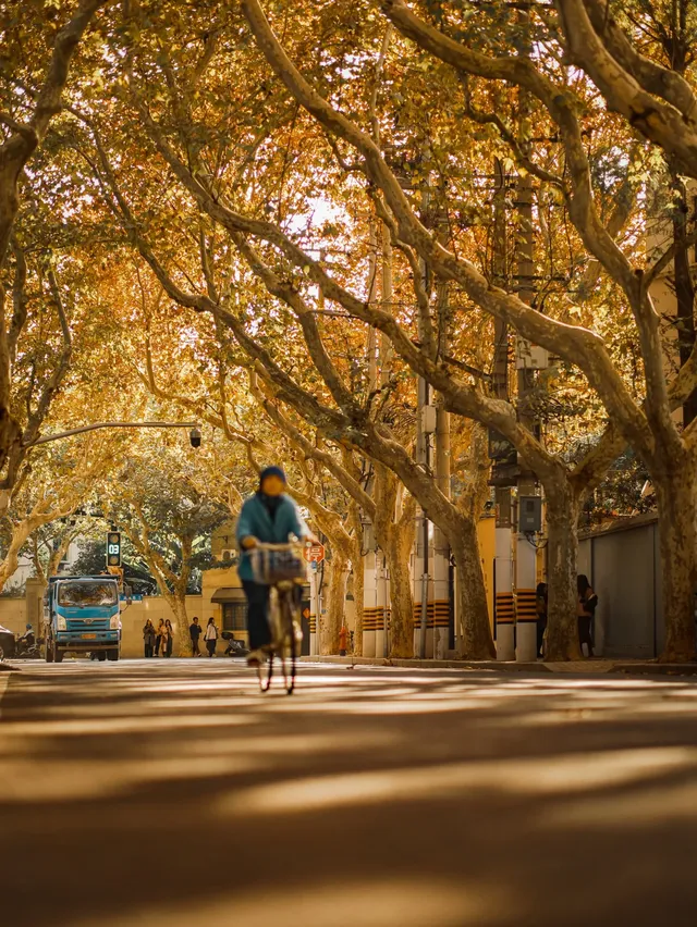 老錢風穿搭魔都秋日法式梧桐區citywalk 老錢風穿搭魔都秋日法式梧桐區citywalk