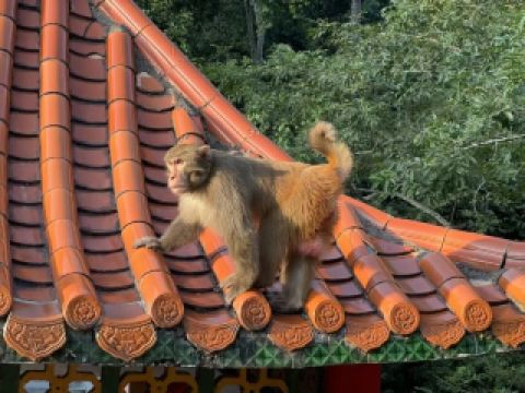 용호산 원숭이들이 겨울철 최고의 미모를 맞이하다