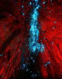 Magical Blue Glow Worm Night Tour in Springbrook
