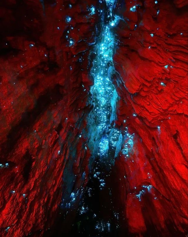Magical Blue Glow Worm Night Tour in Springbrook