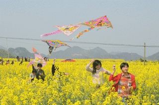 석우채 유채꽃 바다가 만개