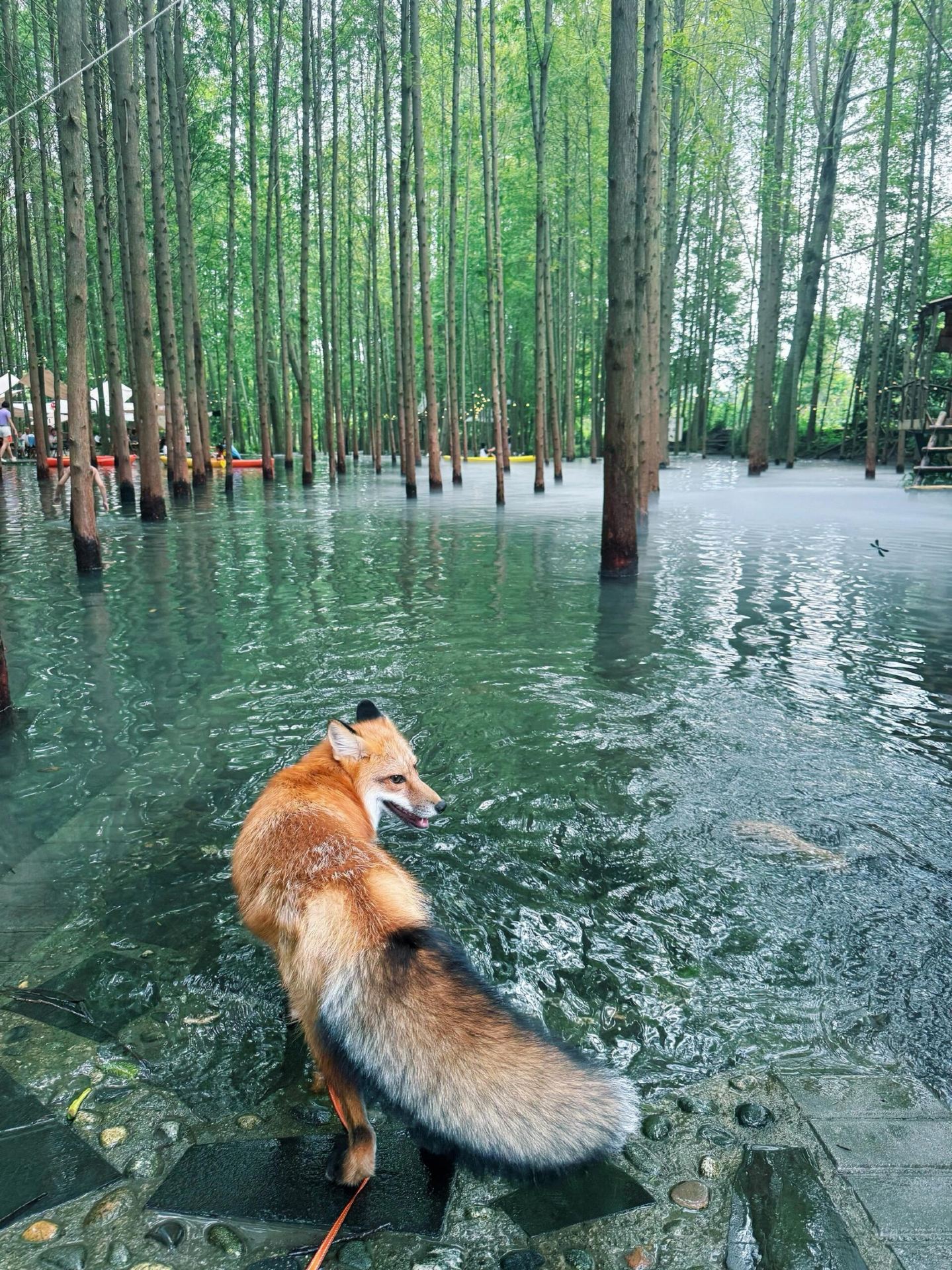 Family Summer Escape Campgrounds Near Chengdu|1 Hour Drive, One-Stop Experience of Water Fun and Camping

(Main image suggestion: panoramic real shot of the campground stream + kayaking / high-definition photo of the wooden cabin among dawn redwoods)

🚗 Travel Overview

Distance: About 1 hour drive from Chengdu city center
Recommended for: Families with children, friends traveling together, camping enthusiasts
Duration: Half-day/full-day trips or overnight camping available

🌳 Campground Environment|Forest Stream Secret Realm

The entire campground is surrounded by tall dawn redwoods 🌲, with dense shade providing natural sun protection, making it especially cool in midsummer.
Clear streams run through the park 💦, with water cabins scattered around, complemented by kayaking and paddleboarding activities, creating outstanding mountain and water scenery.
If lucky, you might even spot a little fox in the woods 🦊, full of childlike fun, perfect for spontaneous photo shoots.

🎮 Activities|Fun for All Ages with Rich Options

Daytime Fun

· Water activities: Kayaking, paddleboarding, water swings
· Leisure entertainment: Trampolines, frisbee, ping pong, hammocks, mahjong 🀄️
· Parent-child interaction: Shallow water play area where kids can freely splash around

Nighttime Experience

As night falls, enjoy open-air movies, bonfire parties, and fireworks shows ✨
The atmosphere is lively and warm, creating a full sense of ambiance. The campground has even been featured on CCTV, earning an excellent reputation.

🍽 Dining & Equipment Guide

📍 Campground Name: Huhe · Watanabe Forest Campground
✅ The campground offers barbecue and afternoon tea, reservations required
✅ Bringing your own food and camping gear is supported, and all park activities are free to enjoy 🆓

💡 Practical Travel Tips

1. The campground provides mosquito coils, but it is recommended to bring additional mosquito repellent as there are many insects in the forest
2. Choose light-colored clothing for better photo effects 📷
3. For families with kids, try the tomato pasta offered on-site, which suits children's tastes
4. Water activities can get clothes wet, so bring 2 extra sets of clothes for changing. The campground has shower facilities for convenience

📌 Summary Recommendation

An ideal choice for weekend and National Day short trips, offering a one-stop solution for summer escape, water fun, camping, and relaxation. Easy and effortless for kids, a must-visit for trips around Chengdu!